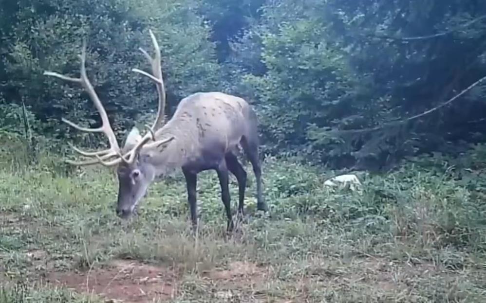 Kocaeli’de kızıl geyikler fotokapana yakalandı