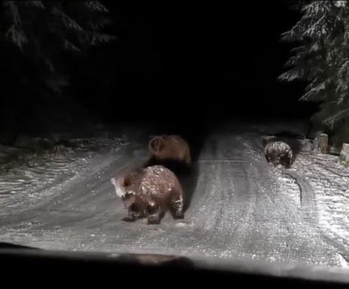 3 ayının sevimli anları kamerada