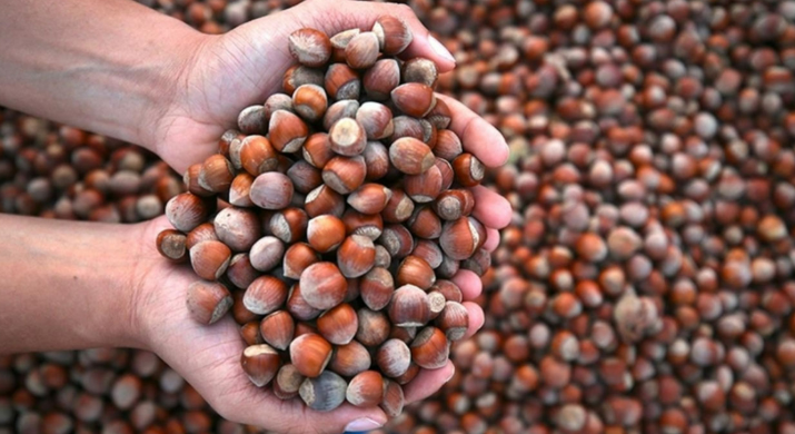 Fındık üreticilerine uyarı! Sakın bunu yapmayın! 