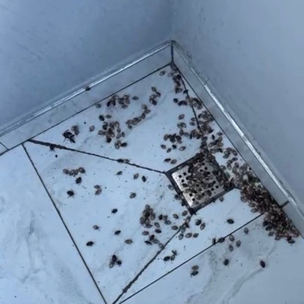 It uslubidagi katta kokraklar fotosurati