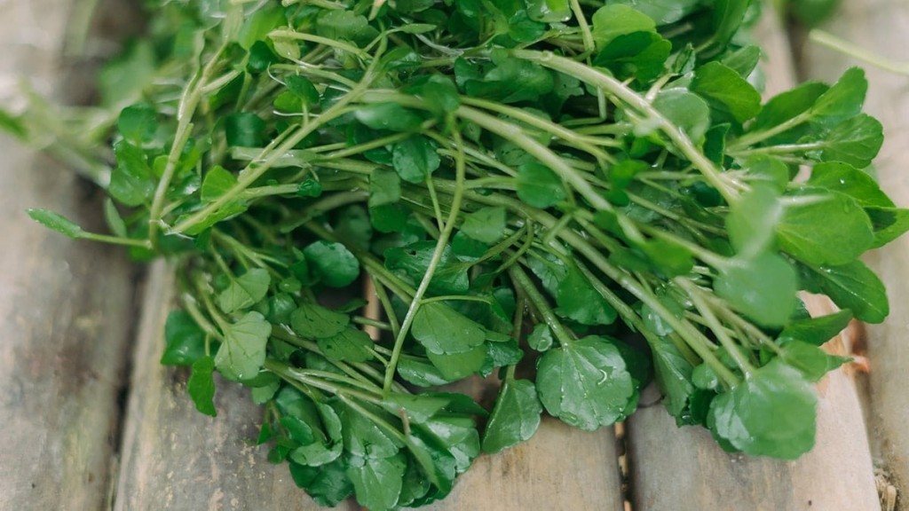 Dünyanın en besleyici sebzesi açıklandı