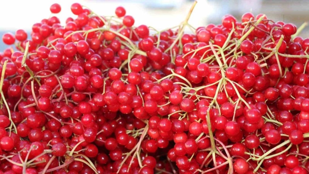 Erzincan’dan sofralara gençlik iksiri