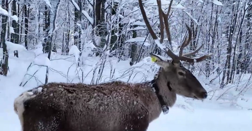 Kartepe’de kızıl geyik görüntülendi