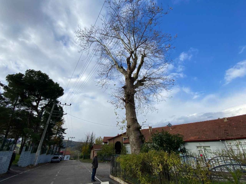 Kocaeli’deki bu ağaç hiç normal değil! 