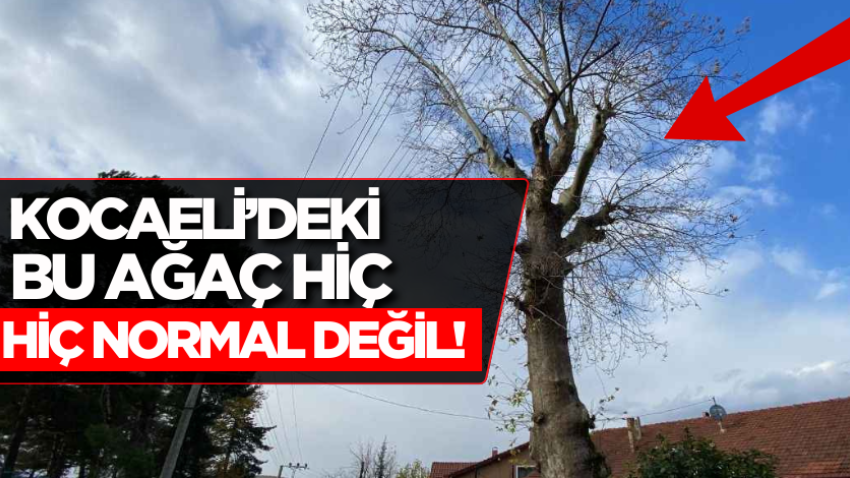 Kocaeli’deki bu ağaç hiç normal değil! 