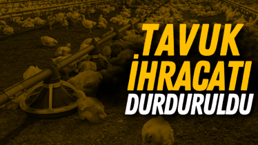 Tavuk ihracatı durduruldu