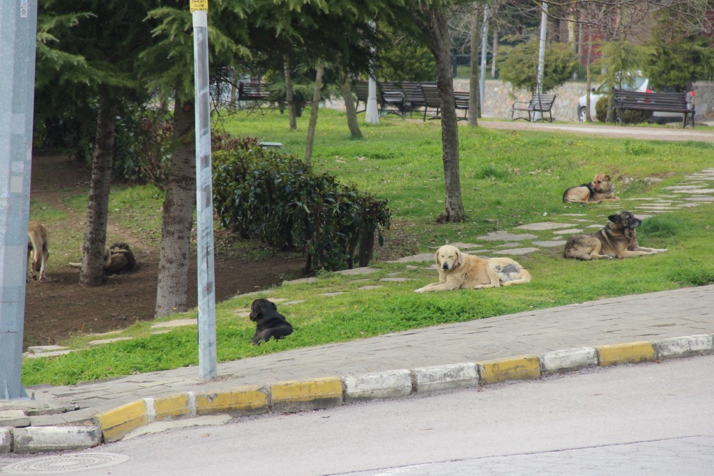 Kocaeli'de yıllardır konuşulan olay yeniden mahkemede!