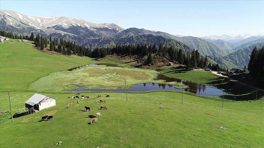 Uzmanından yayla uyarısı: Beyin kanamasına dikkat