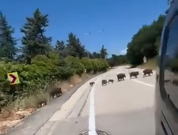 Domuz sürüsü şehre indi!