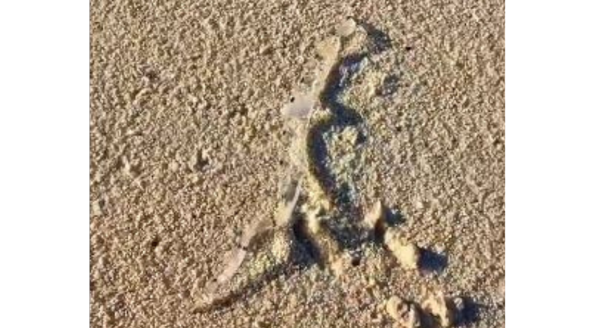 Kocaeli'deki bu canlı ne? Sosyal medya bu videoyu konuşuyor