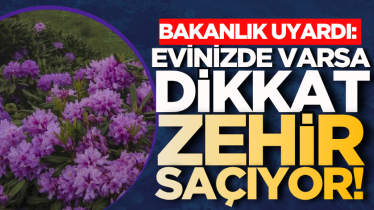 Bakanlık uyardı: Evinizde varsa dikkat, zehir saçıyor!