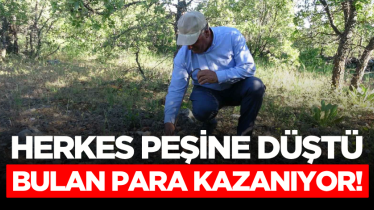 Herkes peşine düştü, bulan para kazanıyor!