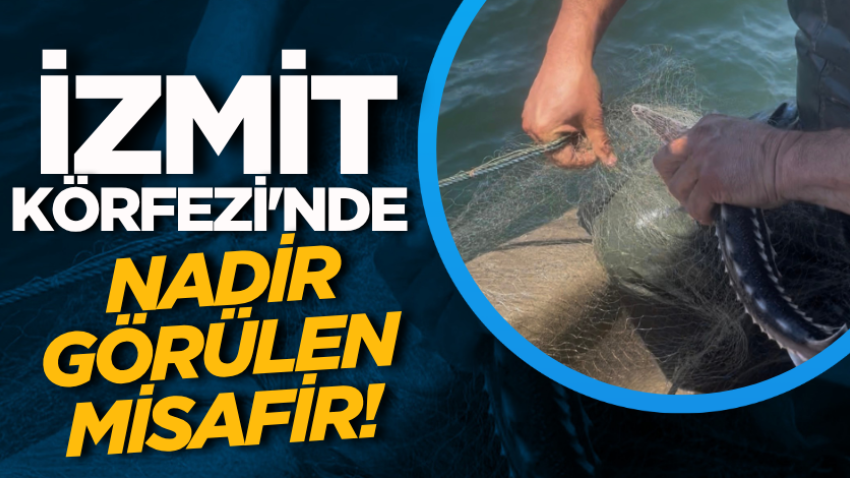İzmit Körfezi'nde nadir görülen misafir!