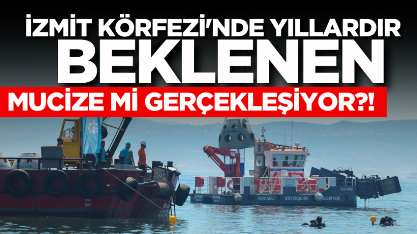 İzmit Körfezi'nde yıllardır beklenen mucize mi gerçekleşiyor?