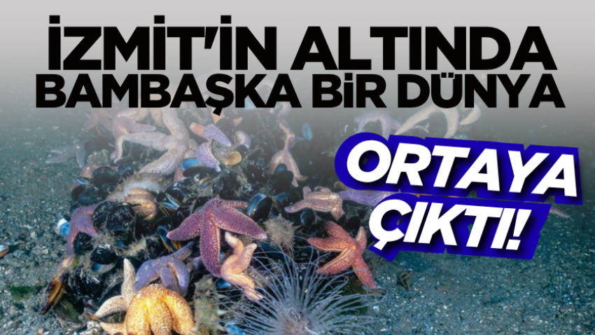 İzmit'in altında bambaşka bir dünya ortaya çıktı!