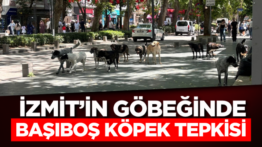 İzmit’in göbeğinde başıboş köpek tepkisi