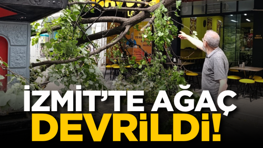İzmit’te ağaç devrildi!