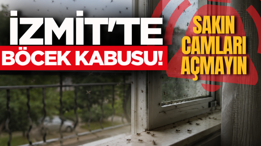 İzmit'te böcek kabusu! Sakın camları açmayın 