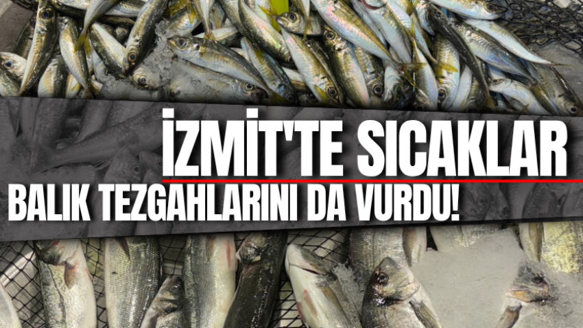İzmit'te sıcaklar balık tezgahlarını da vurdu! 