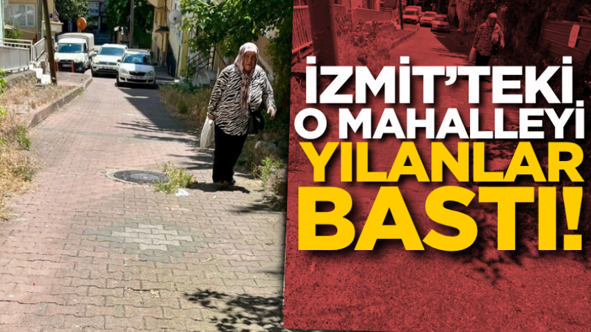 İzmit’teki o mahalleyi yılanlar bastı! 