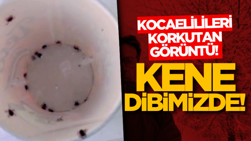 Kocaelilileri korkutan görüntü! Kene dibimizde!