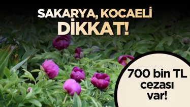 Sakarya, Kocaeli dikkat! 700 bin TL cezası var!