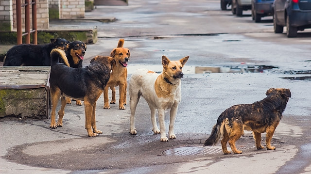 Sokaktaki tüm köpekler toplatılmalı dedi!
