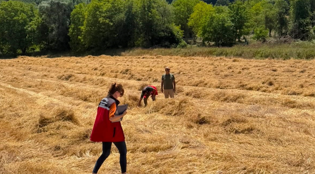 Ata mirası yeniden filiz verdi: Körfez'de ilk siyez hasadı