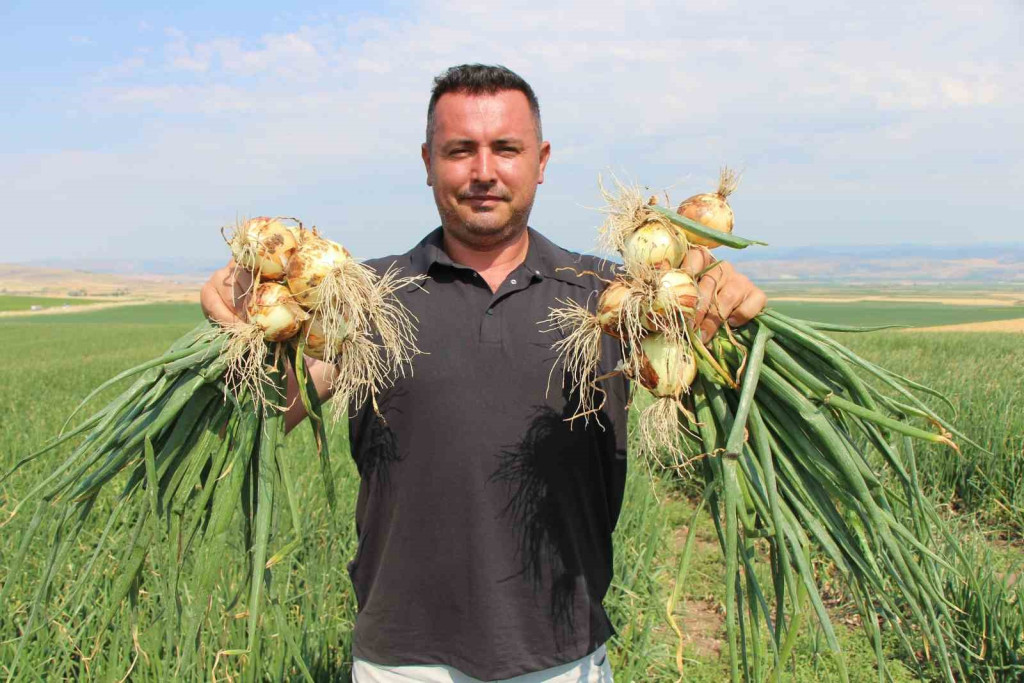 Bu soğan 1 bardak çaydan ucuz!