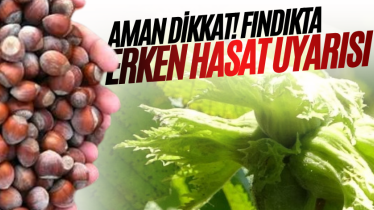 Aman dikkat! Fındıkta erken hasat uyarısı