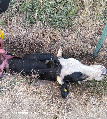 İtfaiye ekipleri seferber oldu