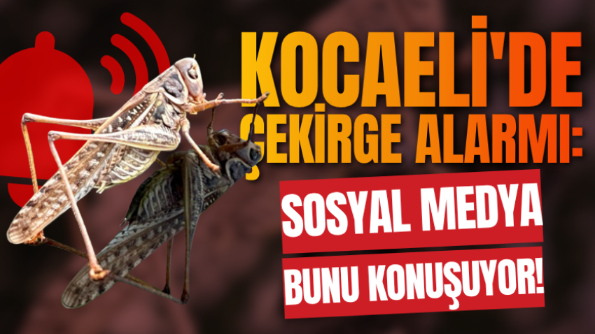 Kocaeli'de çekirge alarmı: Sosyal medya bunu konuşuyor!