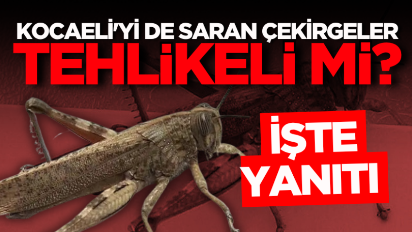 Kocaeli'yi de saran çekirgeler tehlikeli mi? İşte yanıtı 