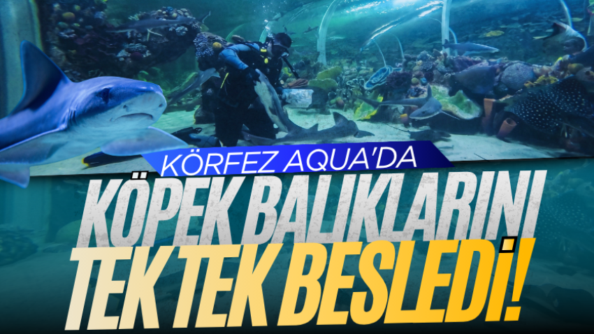  Körfez Aqua'da köpek balıklarını tek tek besledi!