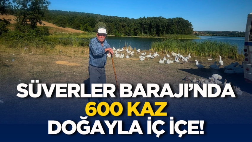 Süverler Barajı’nda 600 kaz doğayla iç içe!