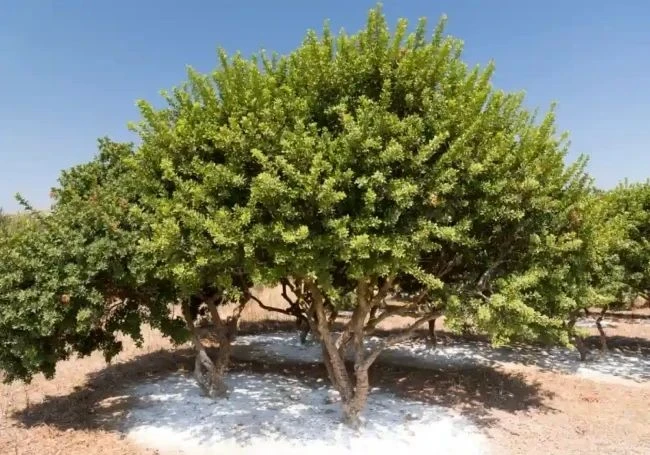 Kilosu 50 bin TL’ye satılıyor!