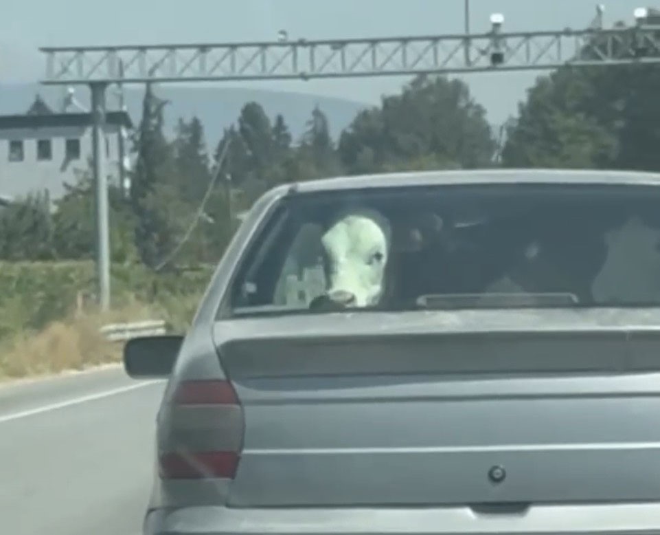 Arka koltukta sıra dışı yolcu!