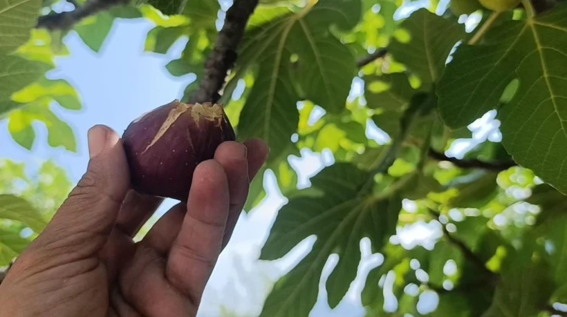 Kilogramı 300 TL'den kapış kapış satılıyor
