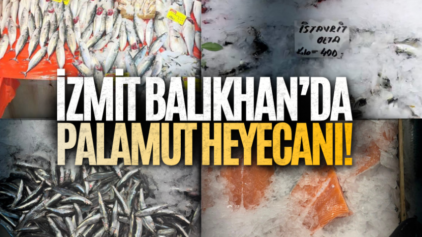 İzmit Balıkhan’da palamut heyecanı!