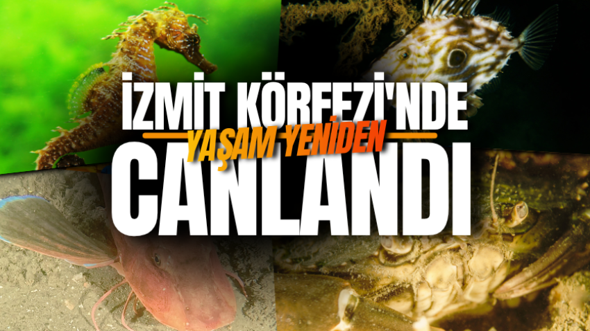 İzmit Körfezi'nde yaşam yeniden canlandı