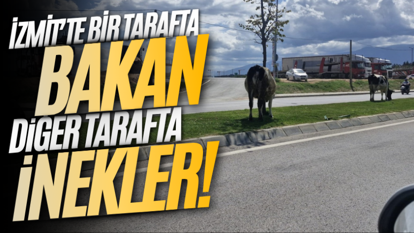 İzmit’te bir tarafta Bakan, diğer tarafta inekler! 