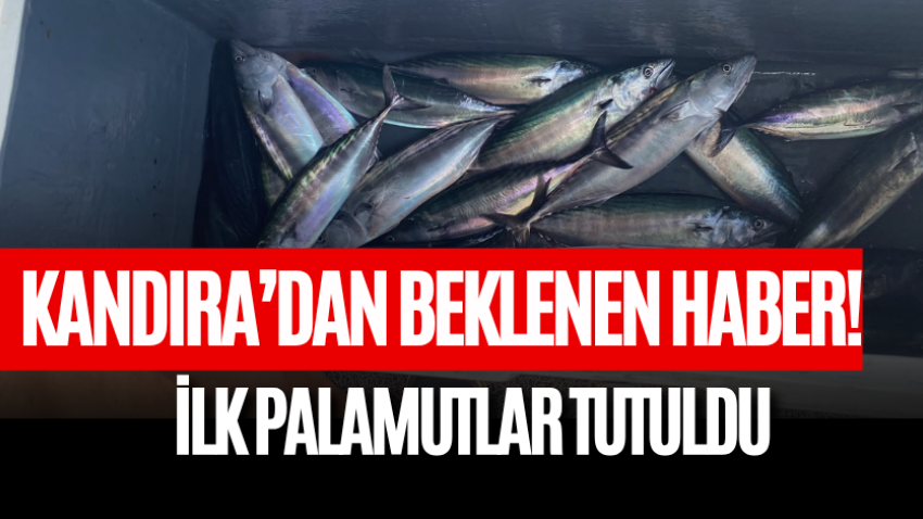 Kandıra’dan beklenen haber geldi! İlk palamutlar tutuldu