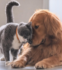 Kedi ve köpek ısırığını da tırmalamasını da hafife almayın