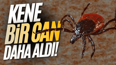 Kene bir can daha aldı!