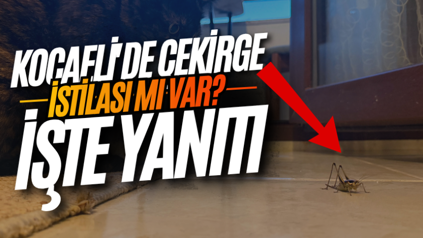 Kocaeli'de çekirge istilası mı var? İşte yanıtı