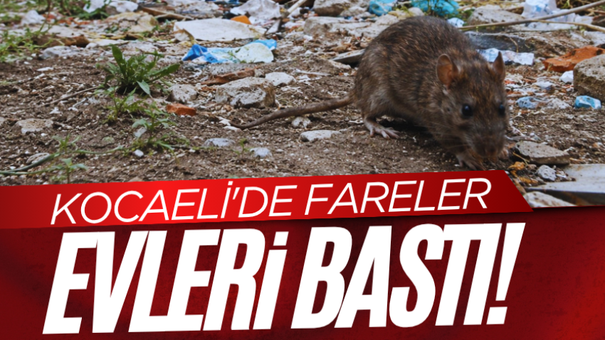 Kocaeli'de fareler evleri bastı! 