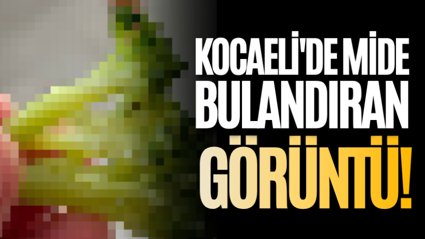 Kocaeli'de mide bulandıran görüntü!