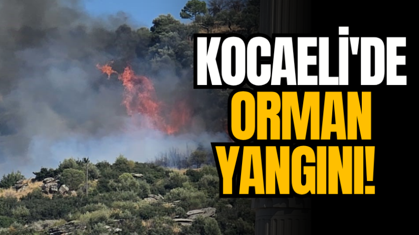 Kocaeli'de orman yangını! 