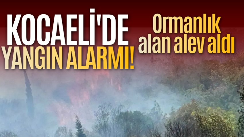 Kocaeli'de yangın alarmı! Ormanlık alan alev aldı