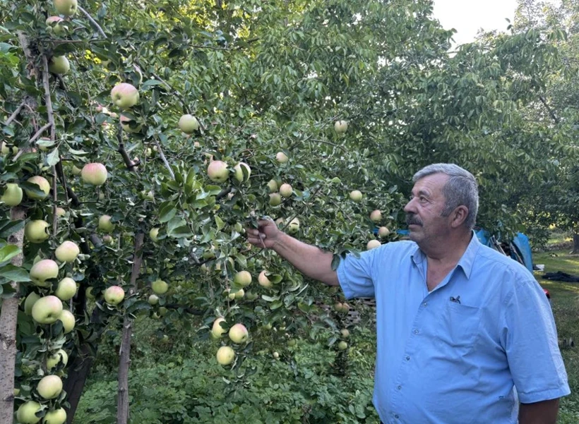 Dalından kopuyor 6 ay çürümüyor!